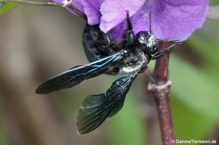 Xylocopa nasalis