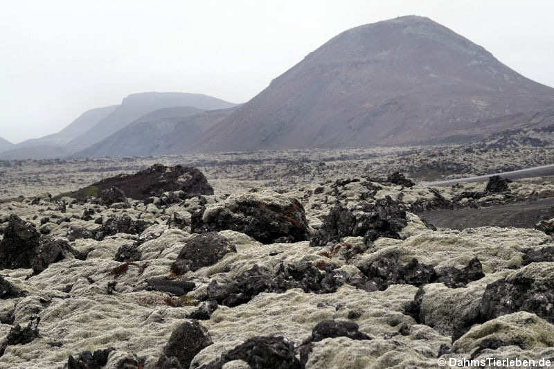 Lavafelder auf Reykjanesskagi