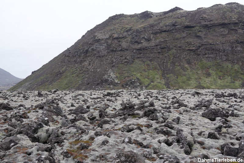 Lavafelder auf Reykjanesskagi