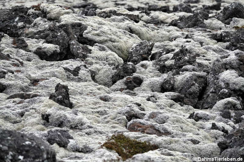 Lavafelder auf Reykjanesskagi