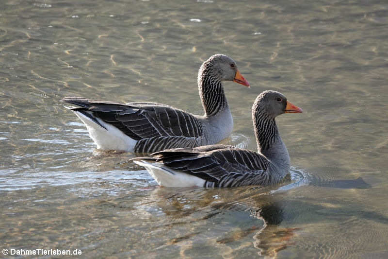 Anser anser-10