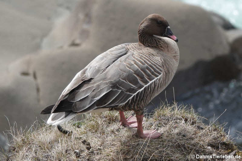 Kurzschnabelgans (Anser brachyrhynchus)