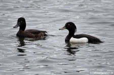 Reiherenten (Aythya fuligula) in Reykjavík, Island