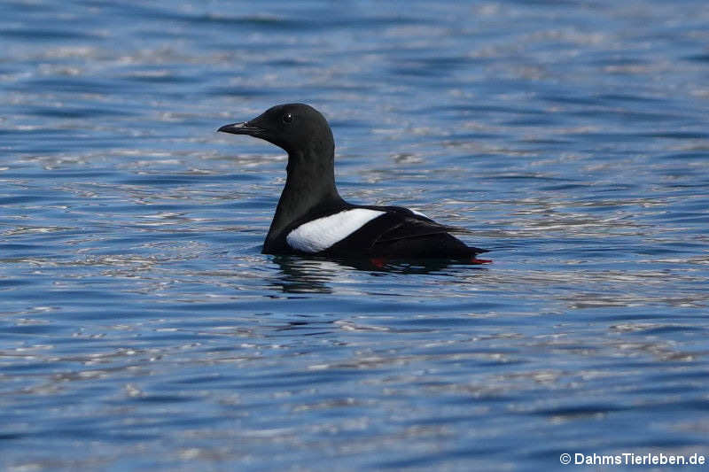 Gryllteiste (Cepphus grylle islandicus)