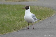 Lachmöwe (Chroicocephalus ridibundus) in Akureyri, Island