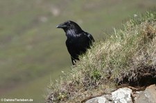 Kolkrabe (Corvus corax varius) in Seydisfjördur, Island