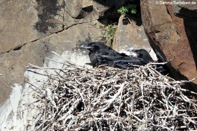 Isländische Raben Corvus corax varius-2