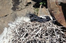 Junge Kolkraben (Corvus corax varius) im Nest, ausgenommen in Seydisfjördur, Island