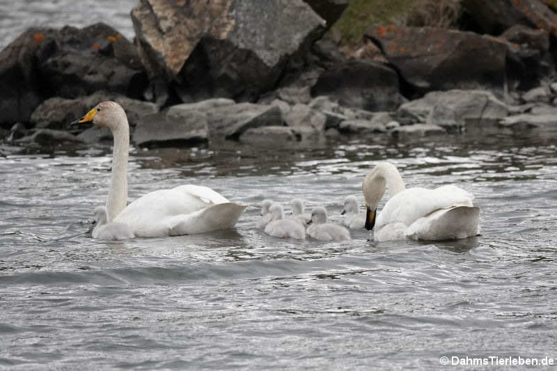 Singschwäne (Cygnus cygnus)