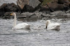 Singschwäne (Cygnus cygnus) in Akureyri, Island