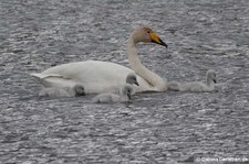 Singschwäne (Cygnus cygnus) in Akureyri, Island