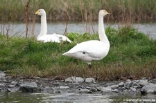 Singschwäne (Cygnus cygnus) in Akureyri, Island