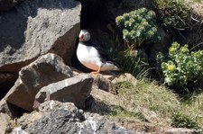 Papageitaucher (Fratercula arctica) in Seydisfjördur, Island