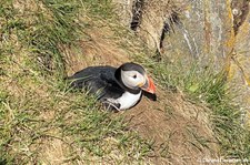 Papageitaucher (Fratercula arctica) in Seydisfjördur, Island