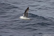 Eissturmvogel (Fulmarus glacialis) nahe Reykjavík, Island