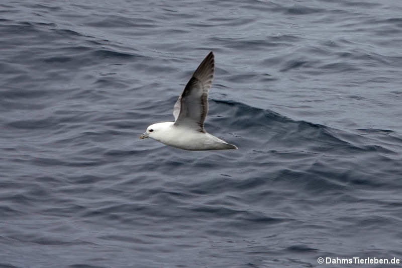 Eissturmvogel (Fulmarus glacialis)