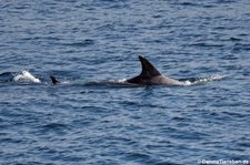 Rundkopfdelfine oder Risso-Delfine (Grampus griseus) nahe der Färöer-Inseln