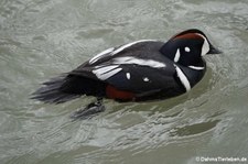 männliche Kragenente (Histrionicus histrionicus) in Akureyri, Island