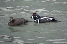 Kragenenten (Histrionicus histrionicus) in Akureyri, Island