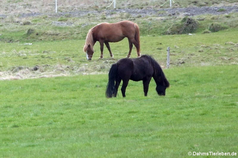 Islandpferde (Equus ferus f. caballus)