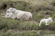 Islandschafe (Ovis orientalis f. aries) in Seydisfjördur, Island