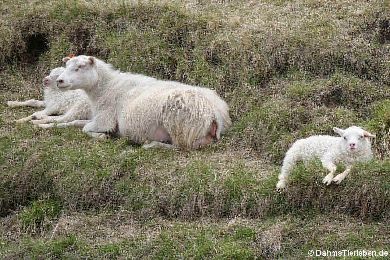 Islandschafe (Ovis orientalis f. aries)