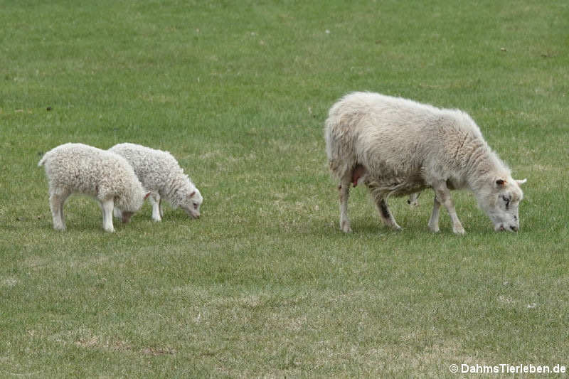 Islandschafe Islandschaf-2