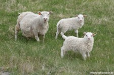 Islandschafe (Ovis orientalis f. aries) in Seydisfjördur, Island