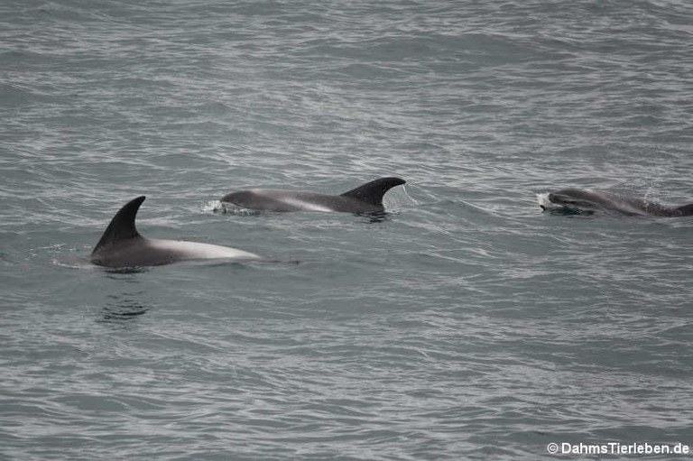 Lagenorhynchus albirostris