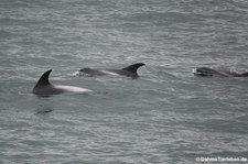 Weissschnauzendelfine (Lagenorhynchus albirostris) vor Reykjavík, Island