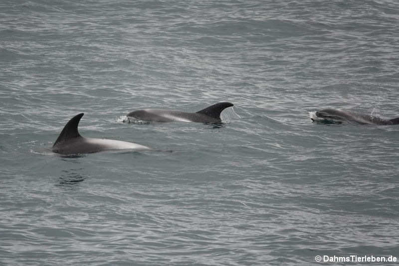 Weissschnauzendelfine (Lagenorhynchus albirostris)