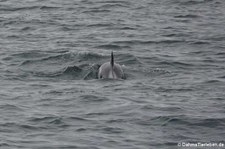 Weissschnauzendelfin (Lagenorhynchus albirostris) vor Reykjavík, Island