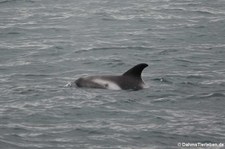 Weissschnauzendelfin (Lagenorhynchus albirostris) vor Reykjavík, Island