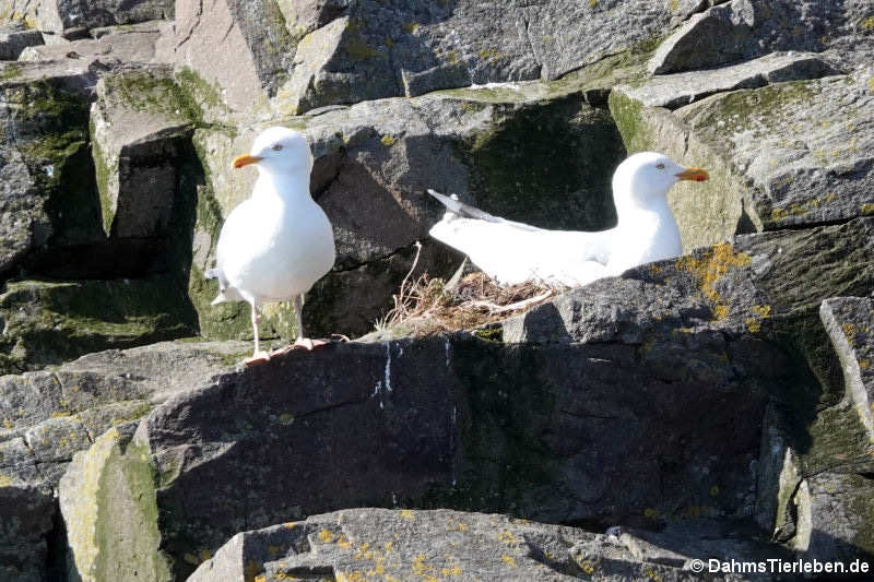 Silbermöwen (Larus argentatus)