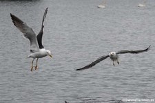 Heringsmöwen (Larus fuscus graellsii) in Reykjavík, Island