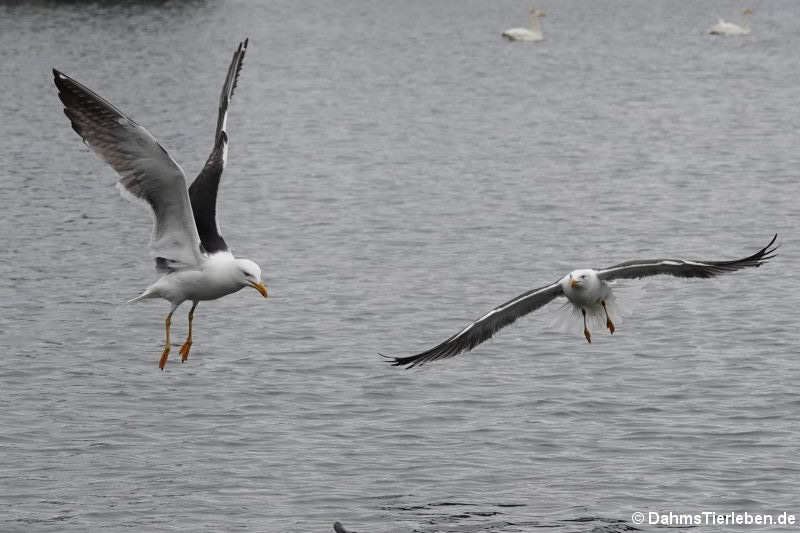 Larus fuscus graellsii-3