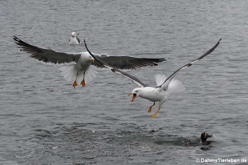 Heringsmöwen (Larus fuscus)