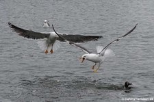 Heringsmöwen (Larus fuscus graellsii) in Reykjavík, Island