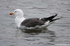 Heringsmöwe (Larus fuscus graellsii) in Reykjavík, Island