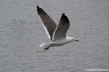 Heringsmöwe (Larus fuscus graellsii) in Reykjavík, Island