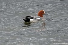 Pfeifente (Mareca penelope) in Akureyri, Island