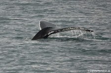 Buckelwal (Megaptera novaeangliae) vor Akureyri, Island