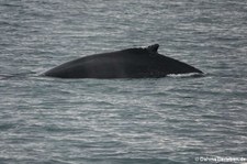 Buckelwal (Megaptera novaeangliae) vor Akureyri, Island