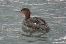 weiblicher Mittelsäger (Mergus serrator) in Akureyri, Island