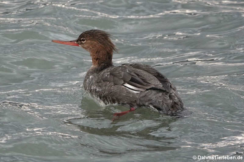 weiblicher Mittelsäger (Mergus serrator)