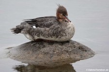 Mittelsäger (Mergus serrator) in Reykjavík, Island