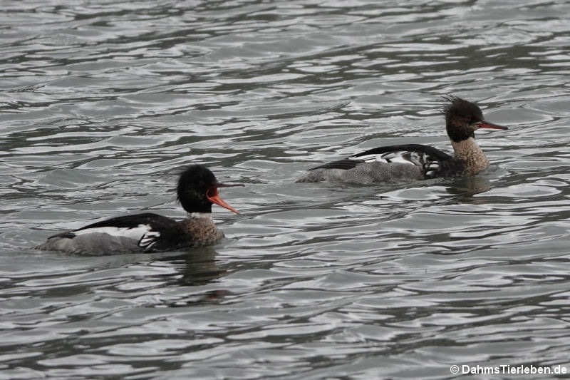 männliche Mittelsäger (Mergus serrator)