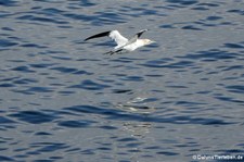 Basstölpel (Morus bassanus) nahe Reykjavík, Island