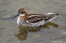 männliches Odinshühnchen (Phalaropus lobatus) in Akureyri, Island