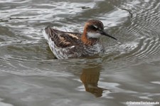 männliches Odinshühnchen (Phalaropus lobatus) in Akureyri, Island